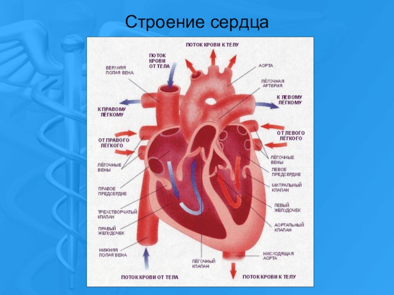 Картинка сердца биология егэ