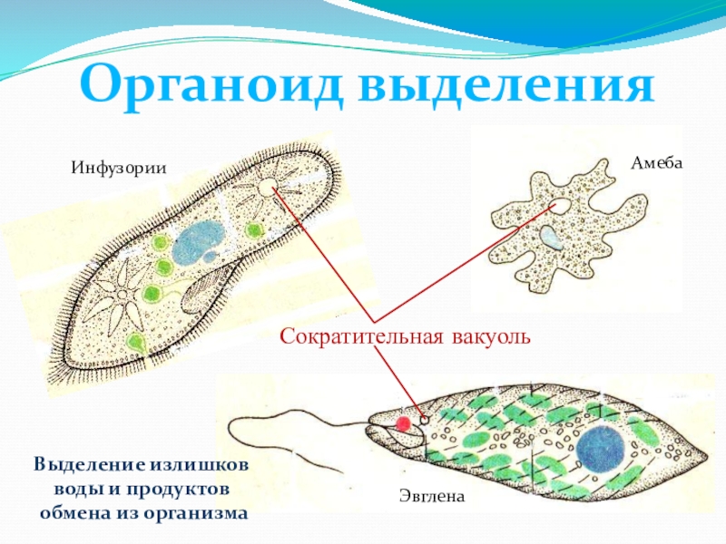 Какой цифрой на рисунке обозначен органоид животного который контролирует процесс конъюгации