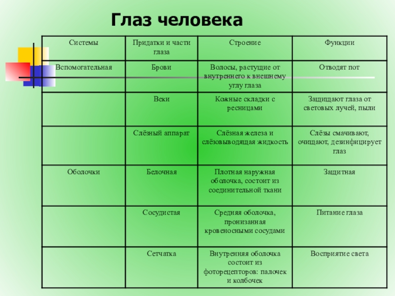 Презентация по биологии 8 класс зрительный анализатор строение и функции глаза