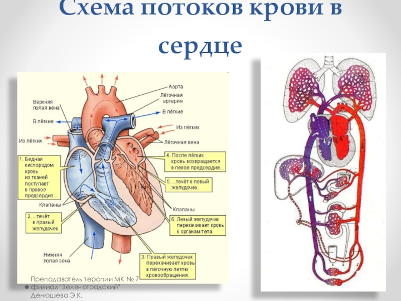 Схема потоков крови в сердце. Схема тока крови по сердцу. Строение сердца кровь. Строение сердца и ток крови. Три отдела кровообращения