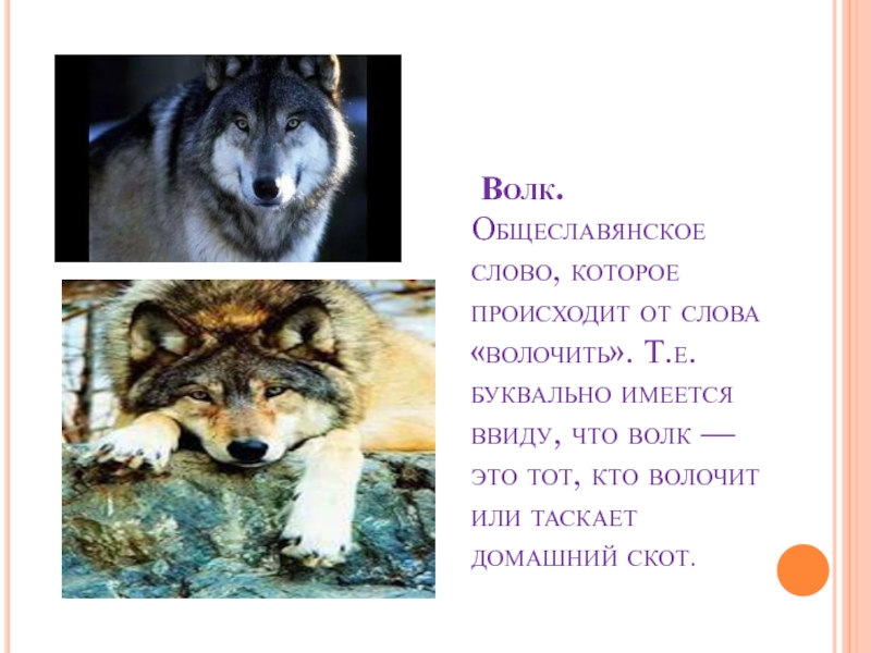 Речь волка. Происхождение слова волк. Слова волка. Этимология слова волк. Текст про Волков.