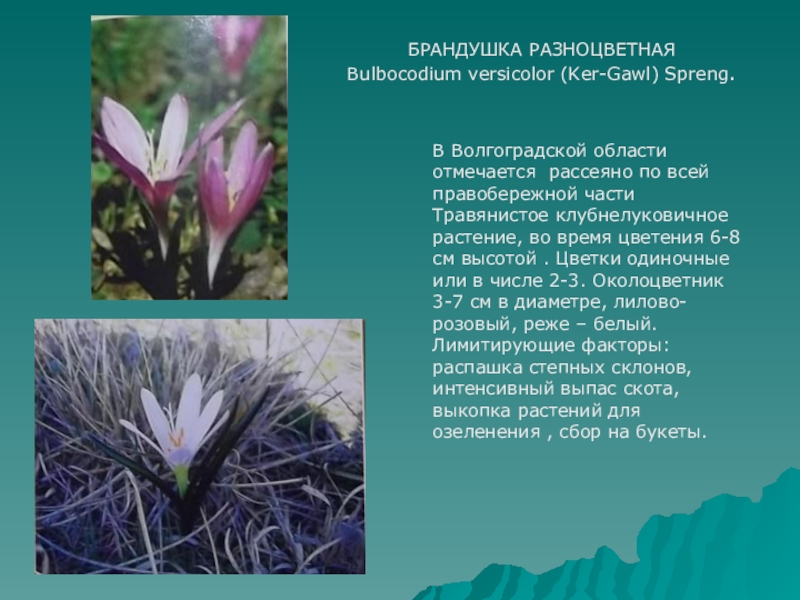 Растения из красной книги волгоградской области фото и описание растения