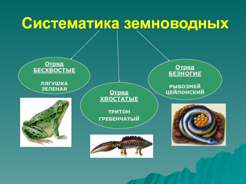 Классификация земноводных схема