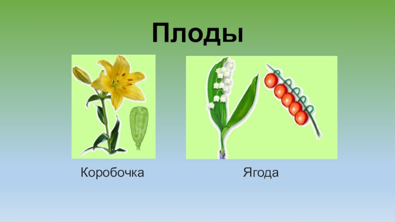 Рисунок коробочка биология