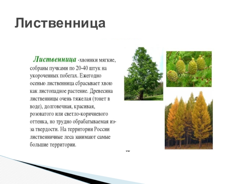 Сколько в жизни плодоносит. Продолжительность жизни хвои лиственницы. Продолжительность жизни хвоинок у лиственницы. Положительность жизни хвоинок у лиственницы. Форма хвои лиственницы.