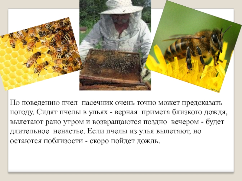 Погода в пчела. Народные приметы о пчёлах. Приметы про пчел. Поведение пчел. Информация о пчелах.