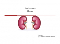 Презентация по биологии на тему Почки (6 класс)