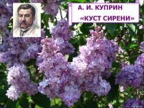 Презентация Куст сирени А.И.Куприн