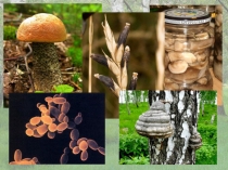 Презентация по биологии Царство Грибы (5 класс)