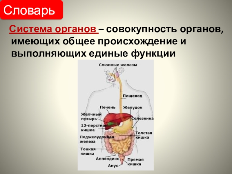 Работа систем органов. Системы органов. Органы и системы органов. Система органов определение. Определение органа и системы органов.