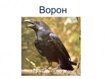 Презентация 1 класс , оригами Каркающая ворона