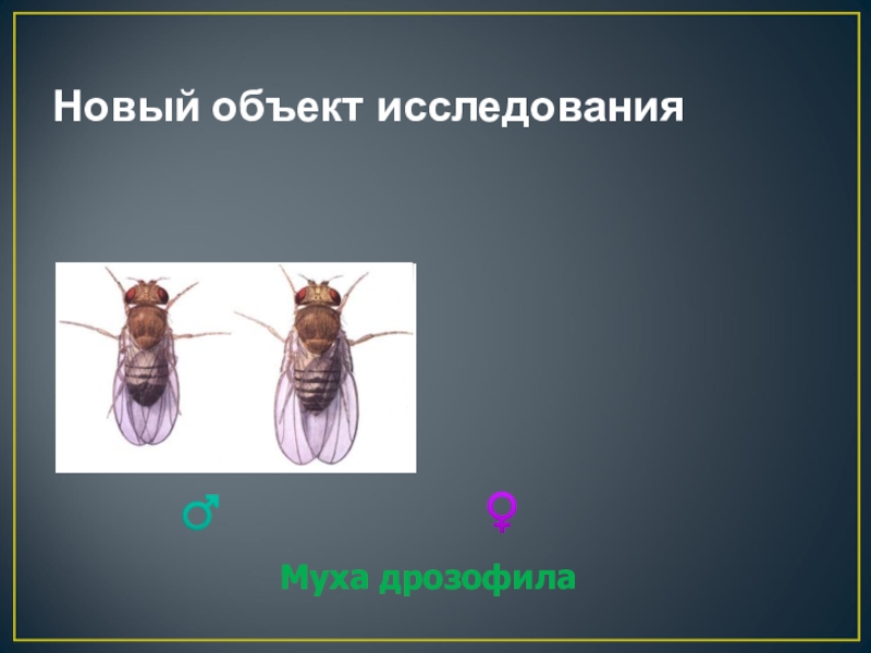 Дрозофила как объект генетических исследований презентация