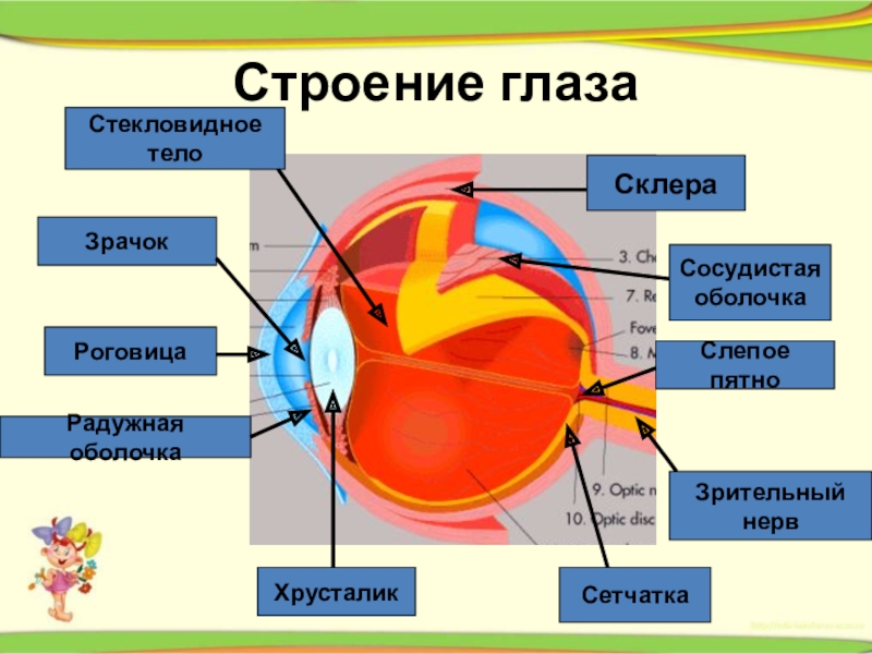 Строение глаза человека презентация