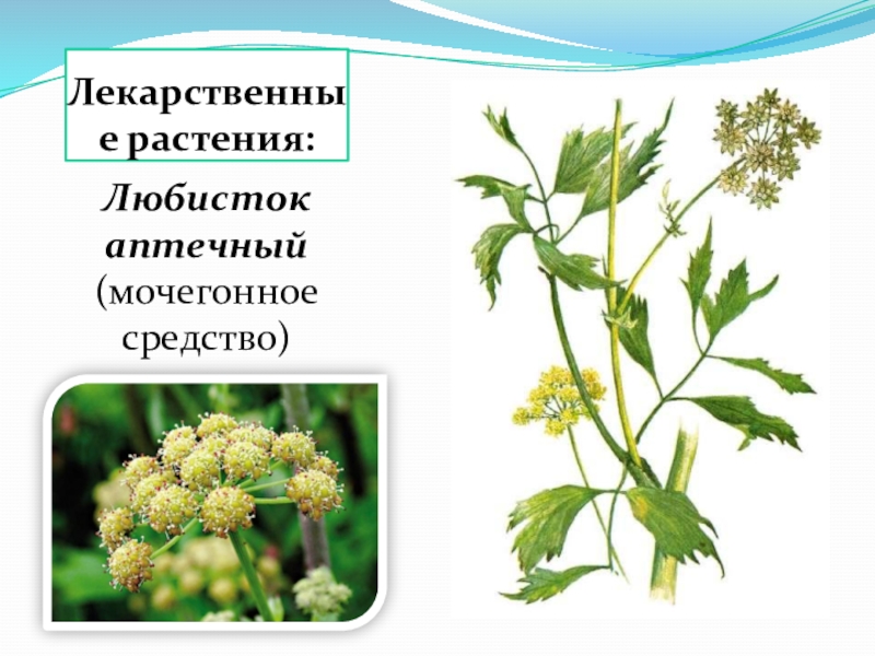 Любисток фото и описание применение растение. Любисток аптечный. Пастернак растение Любисток. Семейство зонтичные или сельдереевые. Семейство зонтичные или сельдереевые лекарственные.