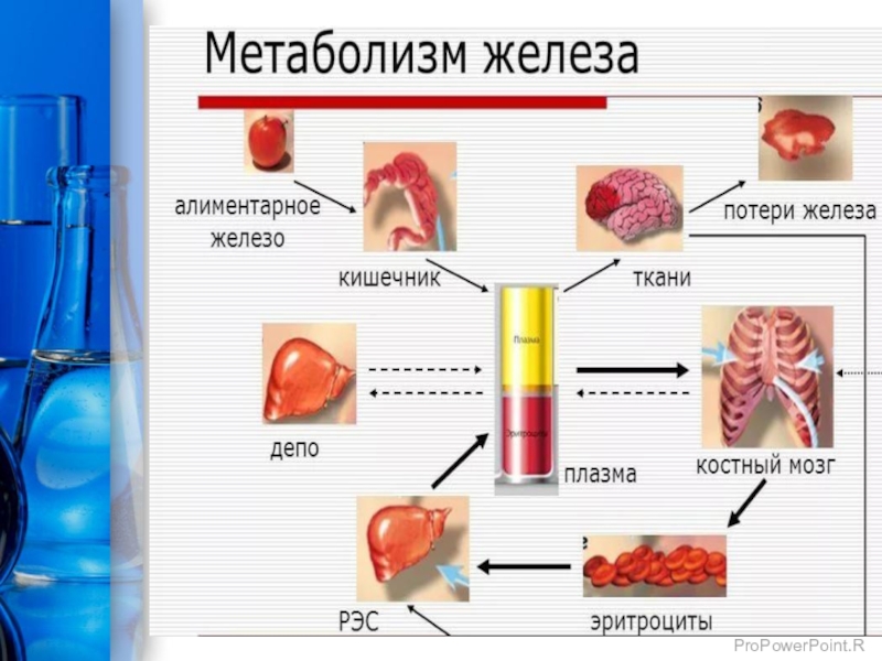 Железо в жизни человека проект