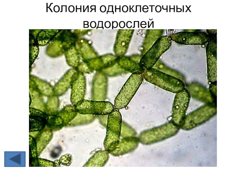 Является колониальной водорослью. Колония одноклеточных водорослей. Одноклеточные нитчатые водоросли. Пресноводные водоросли под микроскопом. Колониальные водоросли.