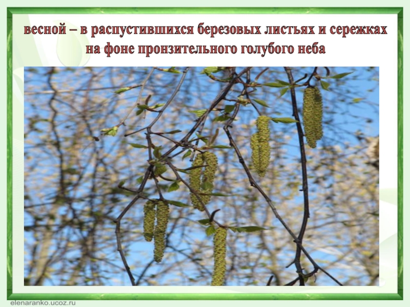 береза распускается. распускаются почки березы. первые листочки на деревьях. нераспустившиеся почки березы. распускающиеся берёзовые листья.