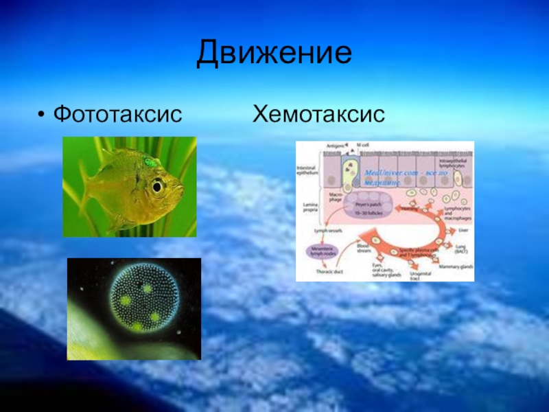 Фототаксис. Фототаксис и хемотаксис. Фототаксис у животных. Фототаксис бактерий.