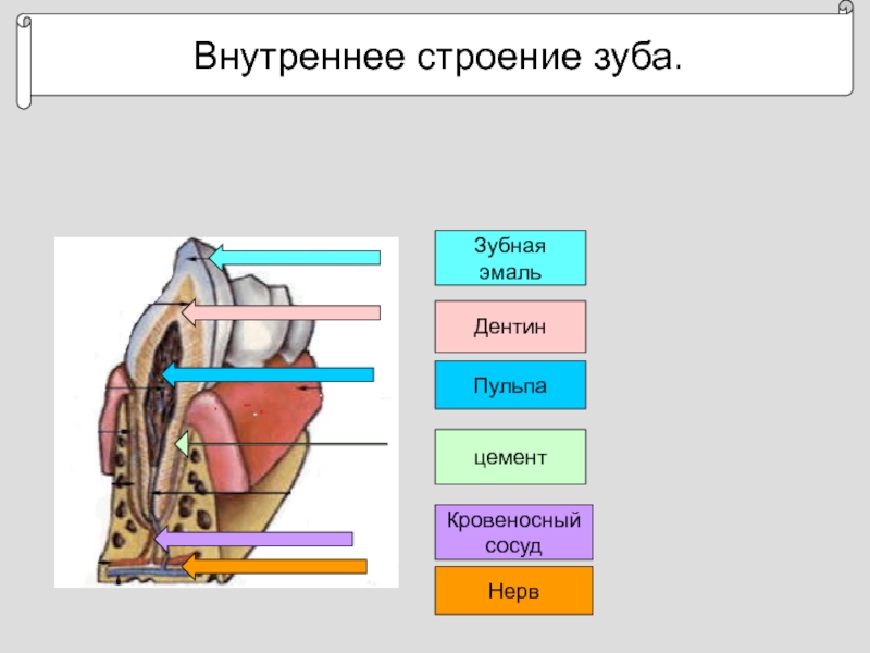 Внутреннее строение зуба 8 класс. Внутреннее строение зуба. Строение эмали зуба. Кровеносные сосуды зуба функции.