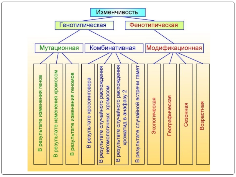Виды изменчивости биология