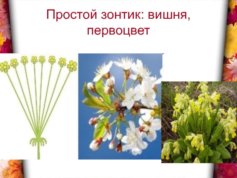 У каких растений зонтик. Соцветия 6 класс биология зонтик. Биология соцветие зонтик. Соцветие зонтик примула. Простой зонтик.