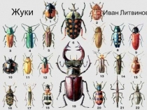 Презентация по биологии на тему  Отряд жесткокрылые 7 кл