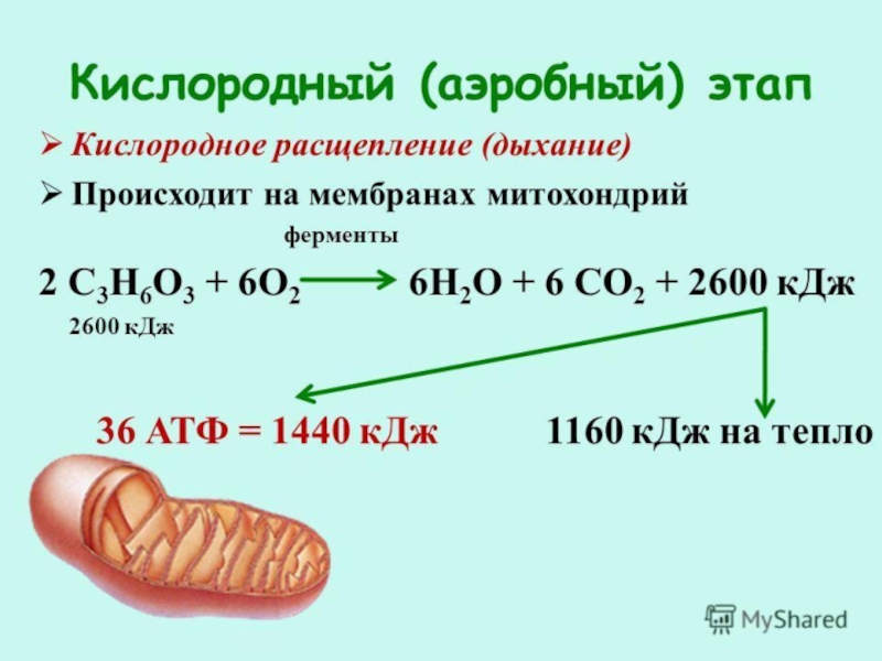 Энергетический обмен презентация 10 класс биология