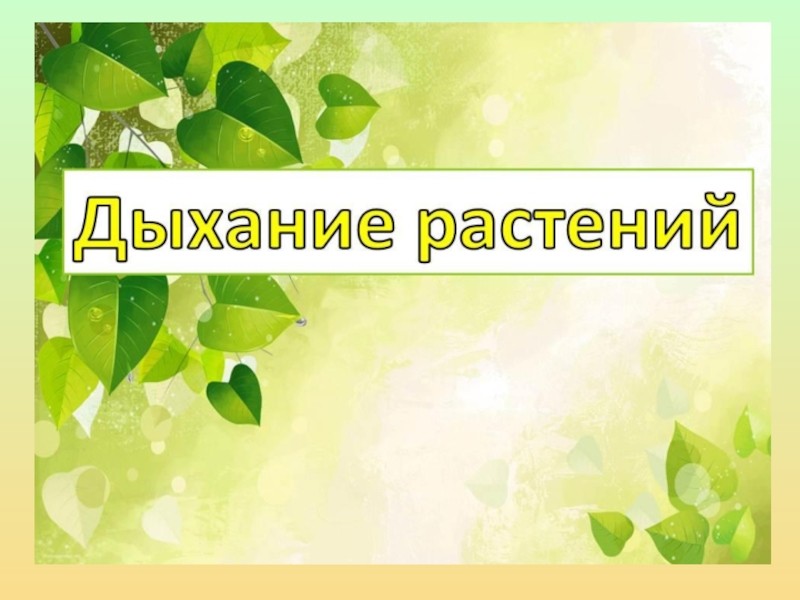 Презентация 6 класс дыхание и обмен веществ у растений 6 класс