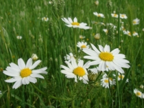 Презентация к уроку по окружающему миру Почему мы не будем рвать цветы и ловить бабочек?