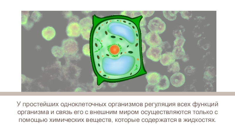 Регуляция жизнедеятельности организмов 6 класс презентация