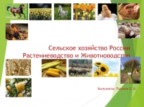 Презентация по географии на тему: Сельское хозяйство России(9 класс)