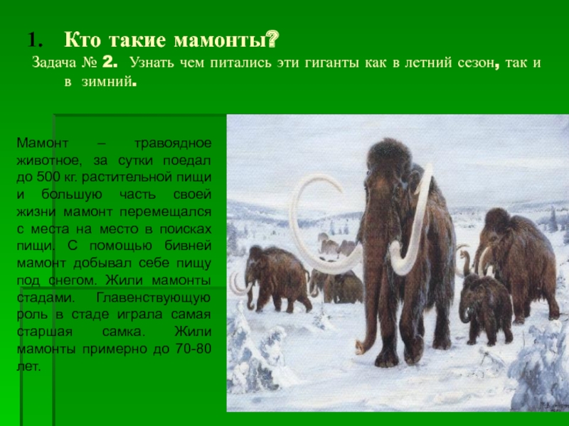 Сколько живут мамонты. Проект про мамонта. Чем питались мамонты. Где жили мамонты. СКАМ мамонта.