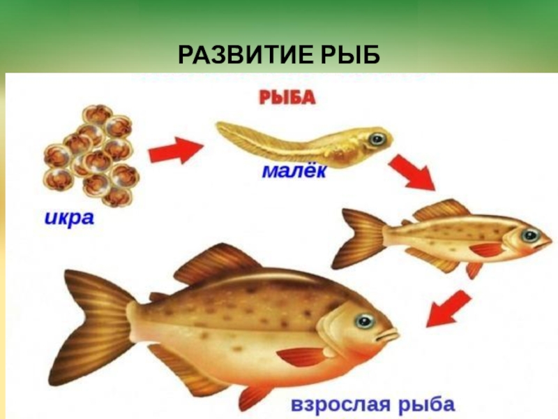 Презентация рыбы для дошкольников старшая группа