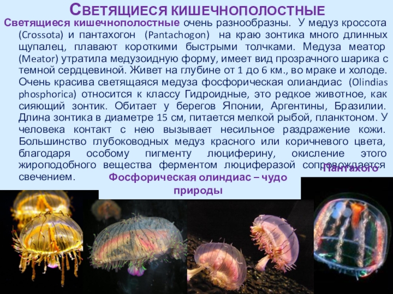 Особенности группы кишечнополостные. Кишечнополостные медузы. Личинка кишечнополостных. Светящиеся Кишечнополостные. Формы жизни кишечнополостных.