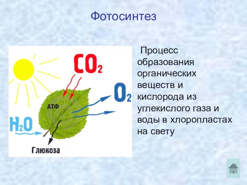 В результате каких процессов образуется со. Фотосинтез выделение кислорода. В процессе фотосинтеза.кислород углекислый ГАЗ. Процесс фотосинтеза процесс. Фотосинтез органические вещества.
