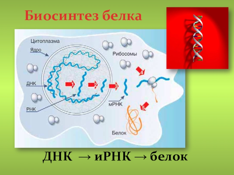 Биосинтез белка в клетке 9 класс презентация