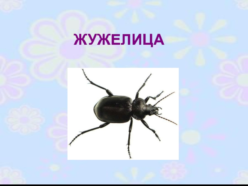 Жужелица схема 1 класс