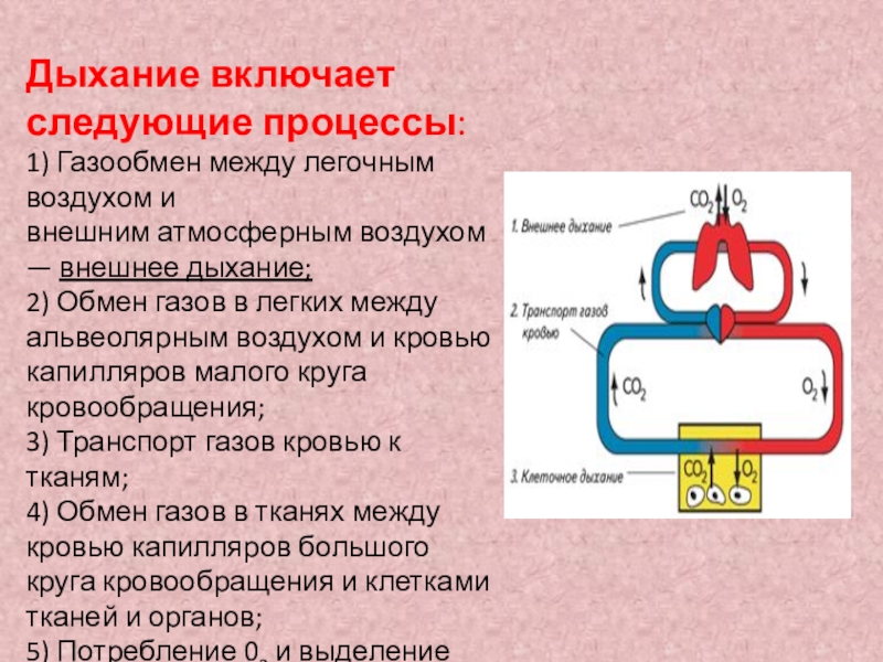 Газообмен между. Газообмен между альвеолярным воздухом и кровью. Обмен газов между воздухом и кровью. Газообмен между легкими и внешней средой, между лёгкими и кровью. Газообмен между кровью и атмосферным воздухом происходит в.