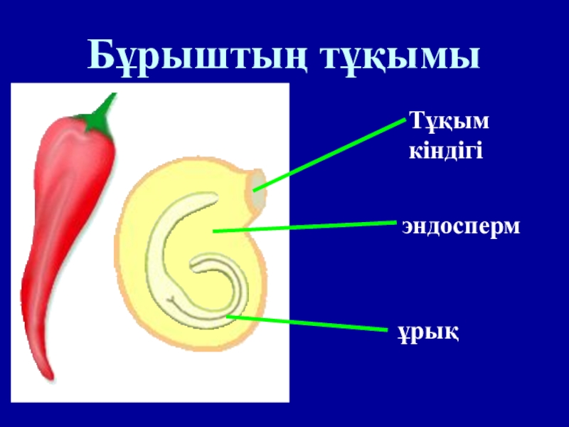 Строение перца схема