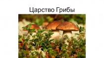 Презентация по биологии на тему Царство Грибы