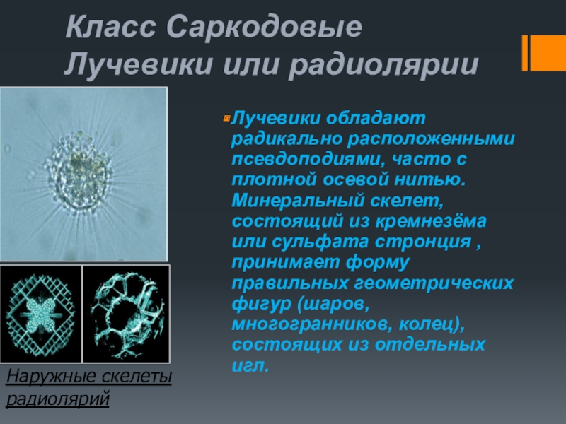 Класс саркодовые презентация