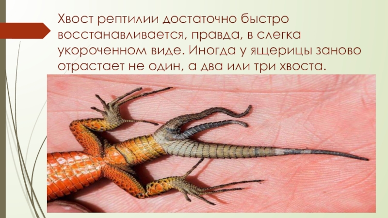 Ящерица треххвостая. Ящерица отбрасывает хвост. У ящерицы отрастает хвост. Ящерицын хвост. Регенерация хвоста у ящерицы.