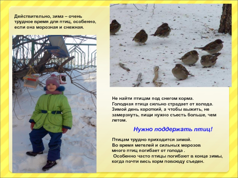 Действительно, зима – очень трудное время для птиц, особенно, если она морозная и снежная. Птицам трудно приходится