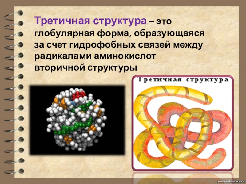 Белки 10 класс. Третичная структура белка глобула. Третичная структура глобулярных белков. Третичная структура белка формируется за счет связей. Глобулярные белки третичной структуры.