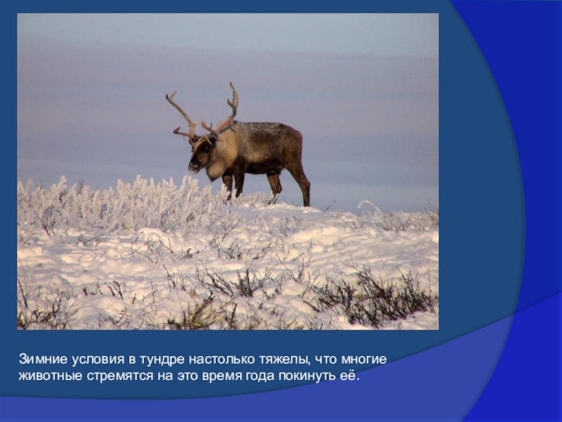 Тундра минусы. Природа тундры презентация. Условия тундры. Символ тундры. Тундра и ее обитатели.