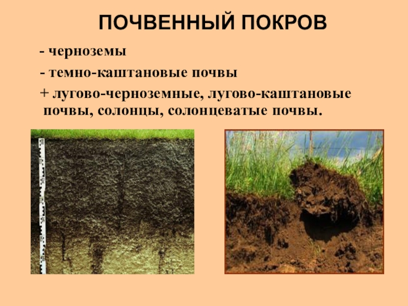 Растительный покров это почва. Тип растительности чернозема почвы. Почвенный Покров Оренбургской области. Темно каштановые солонцеватые почвы. Черноземные и каштановые почвы.