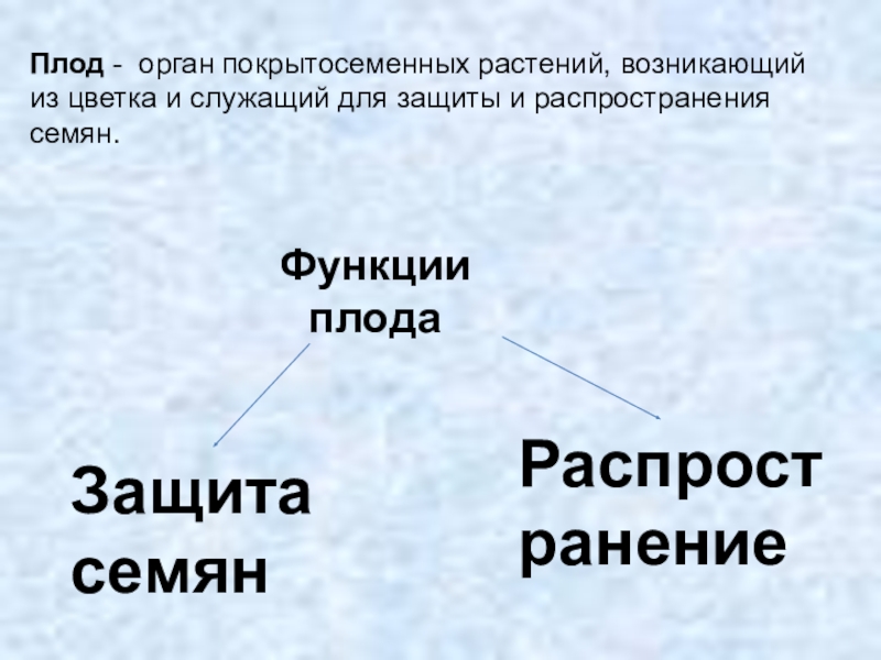 Плод орган растения