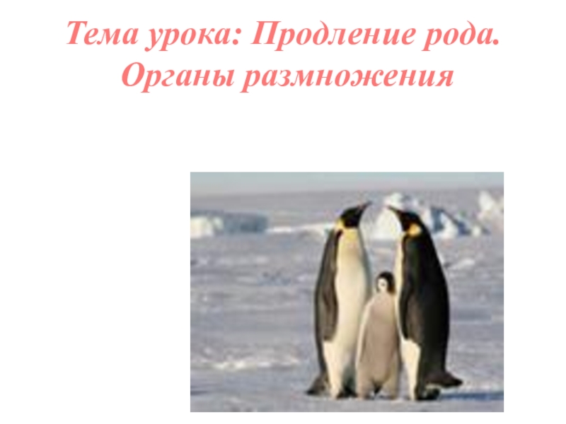 Продление рода органы размножения биология 7 класс презентация