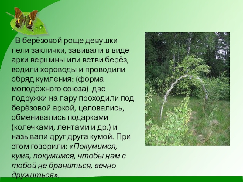 Рассказ березовая роща 4 класс. Сообщение о роще. Описание берёзоврй чащи. Доклад про березовую рощу. Небольшой рассказ про березовую рощу.