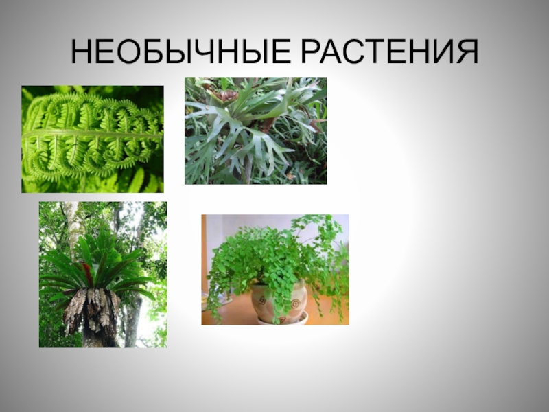 высшие споровые растения папоротникообразные. папоротниковидные отделы растений. представители папоротников 6 класс. к какому классу относится папоротник.